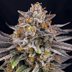 Candygas Ripper Seeds 3...