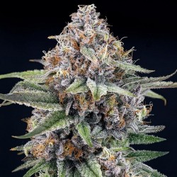 Eyeballz Ripper Seeds 3...