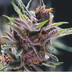 Black Cherry Punch Pyramid...