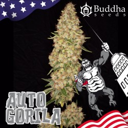 Gorila Auto Buddha Seeds 4...