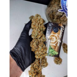 Calamity Jane Buddha Seeds...