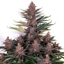 Purple Kush Fem Buddha...