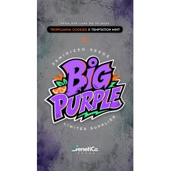 Big Purple Genético Seeds 5...