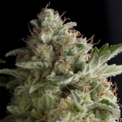Super OG Kush Auto 3...