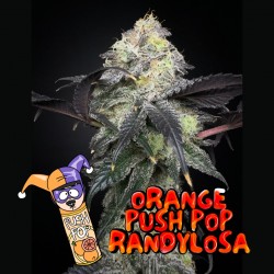 Shuga - Orange Push Pop...