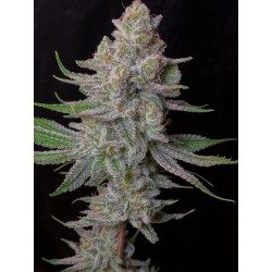 Lemon Ram 5 Semillas Silver...