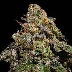 OMG 3 Semillas Ripper Seeds