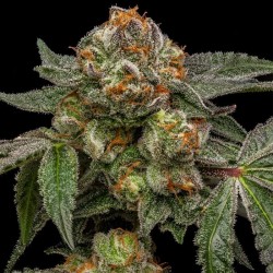 Zake 3 Semillas Ripper Seeds