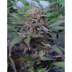 Somango Auto