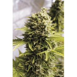 Cheese Auto