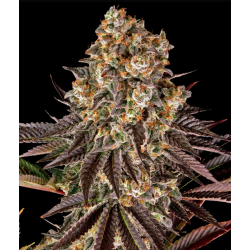 Gelato 45 3 Semillas...