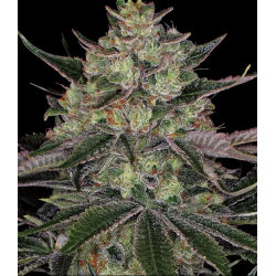 Gorilla Zkittlez 3 Semillas...