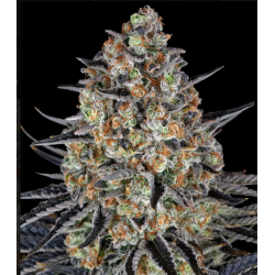 LSD 3 Semillas Barneys Farm