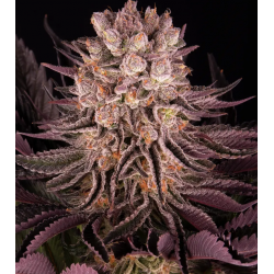 Mimosa x Orange Punch 3...