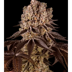 Purple Punch 3 Semillas...