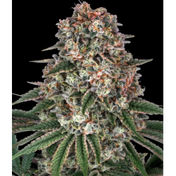 Tropicana Banana 3 Semillas...