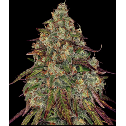 Amnesia Lemon 3 Semillas...