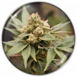 Medical Grape CBD 3...